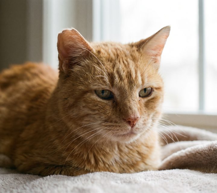 A Cat Family Foundation rescue