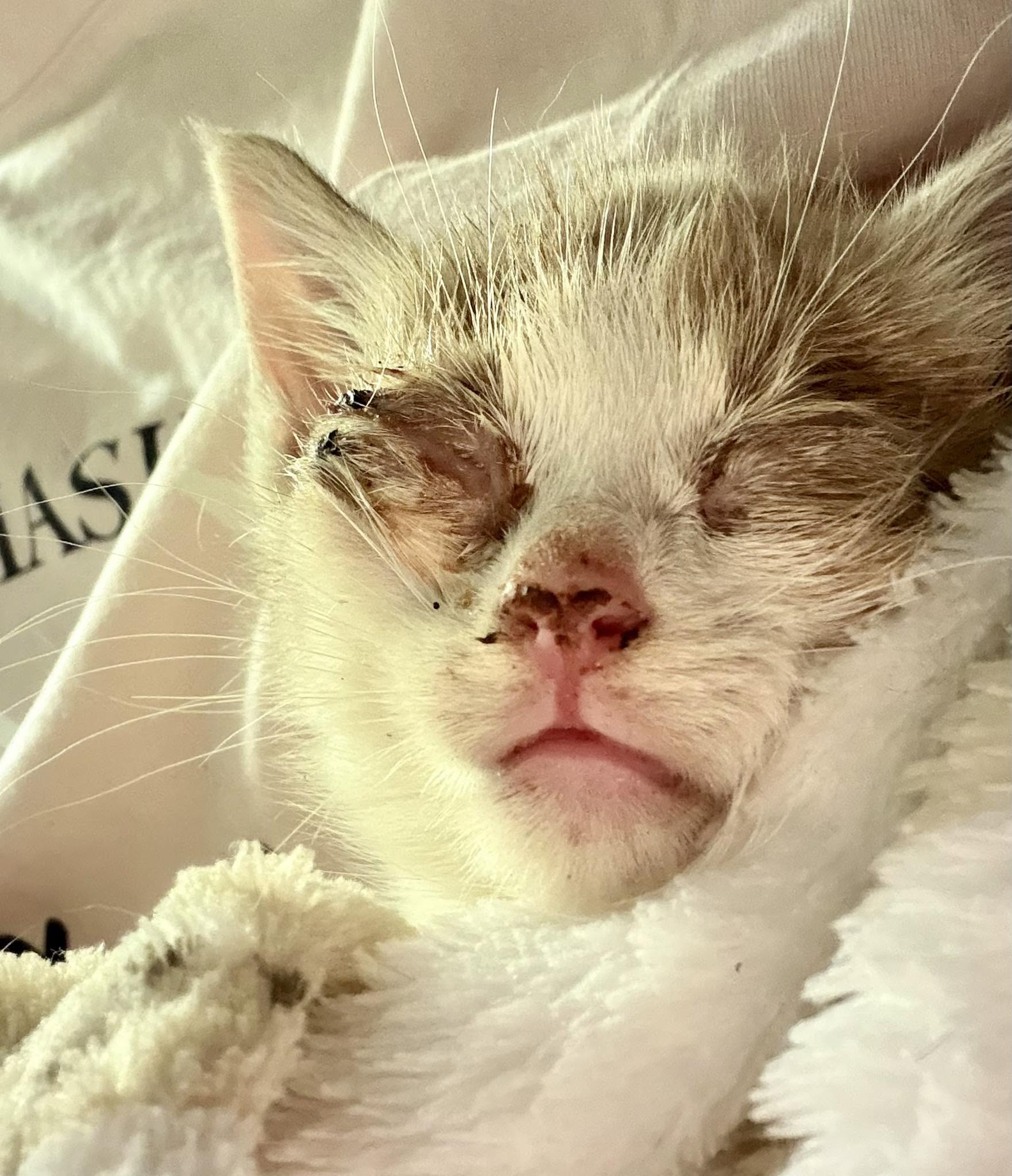 A Cat Family Foundation rescue