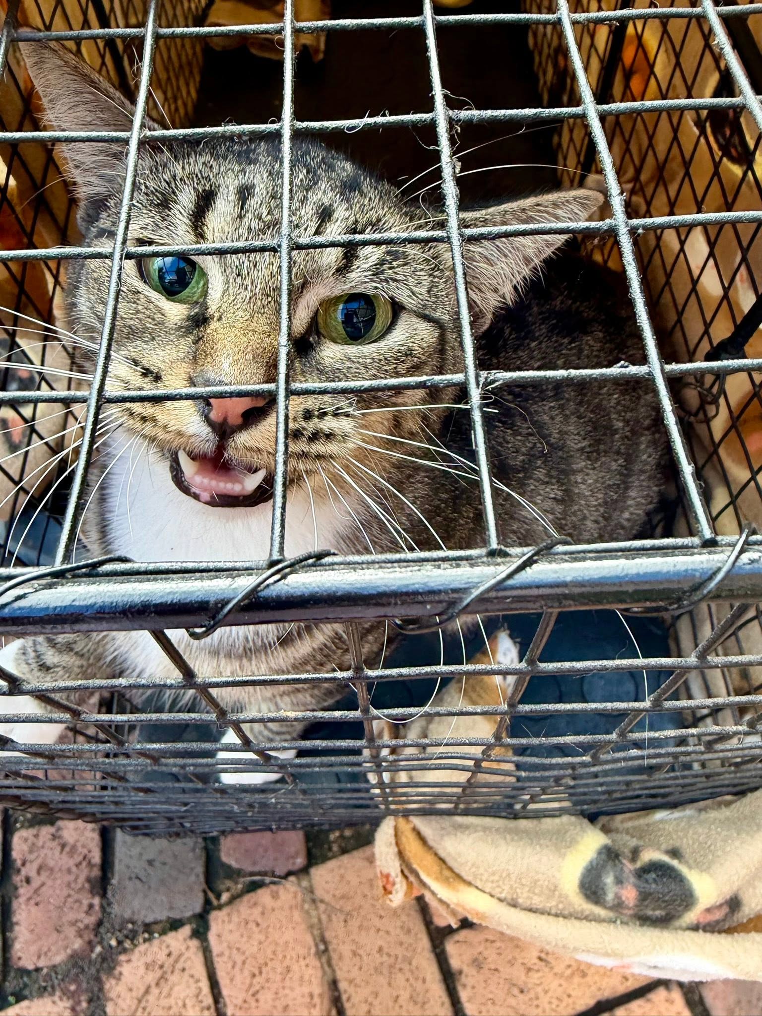 A Cat Family Foundation rescue