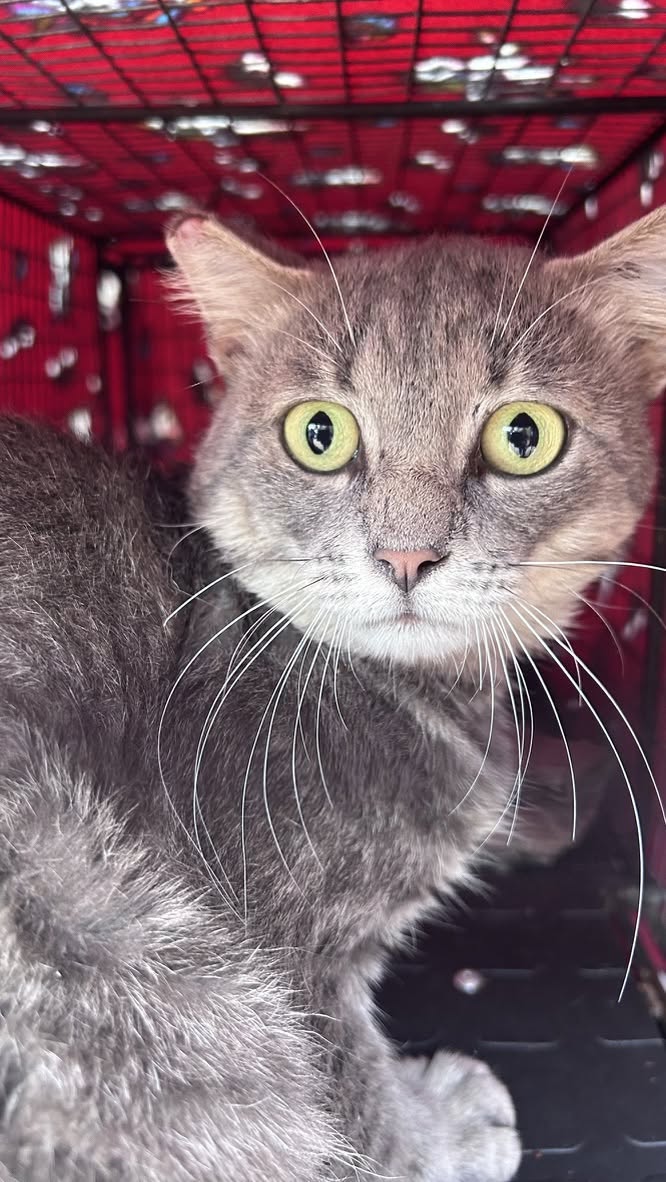 A Cat Family Foundation rescue