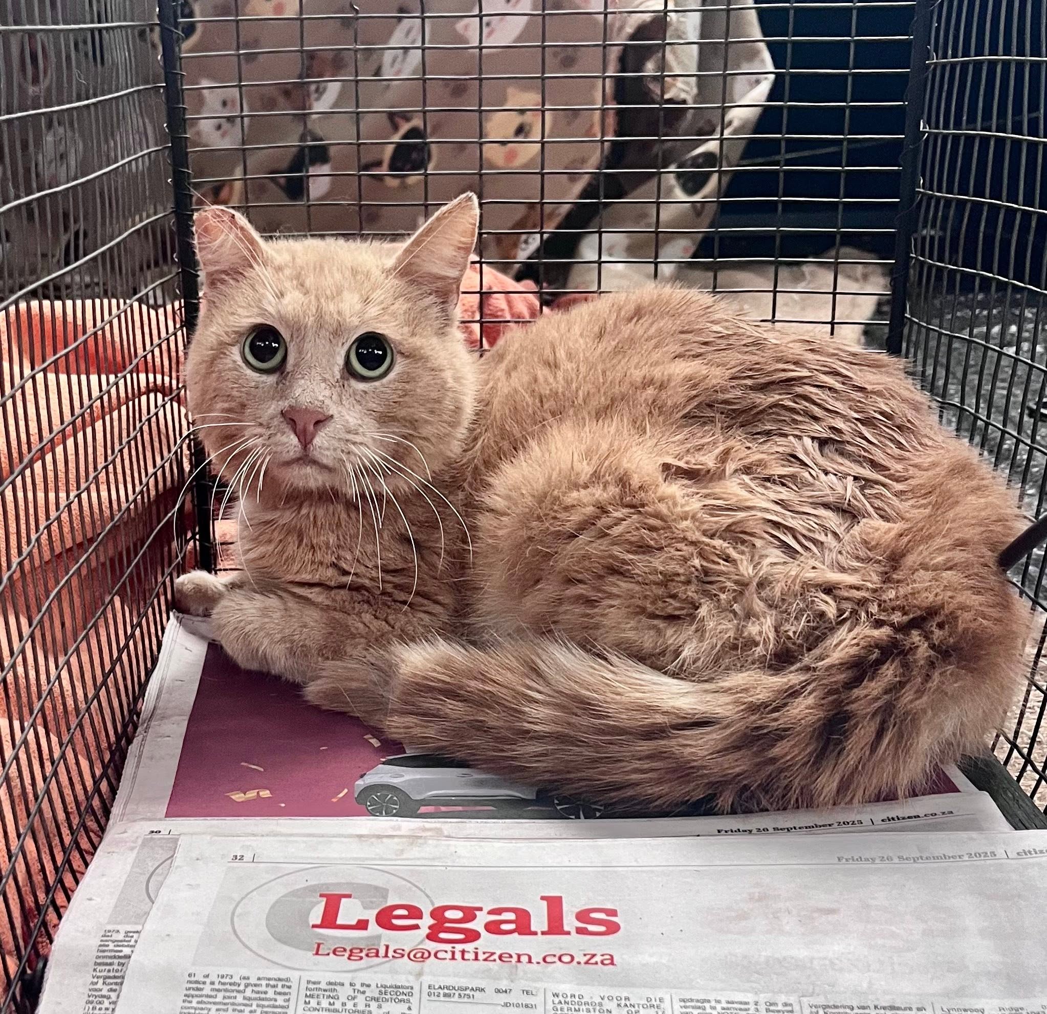 A Cat Family Foundation rescue