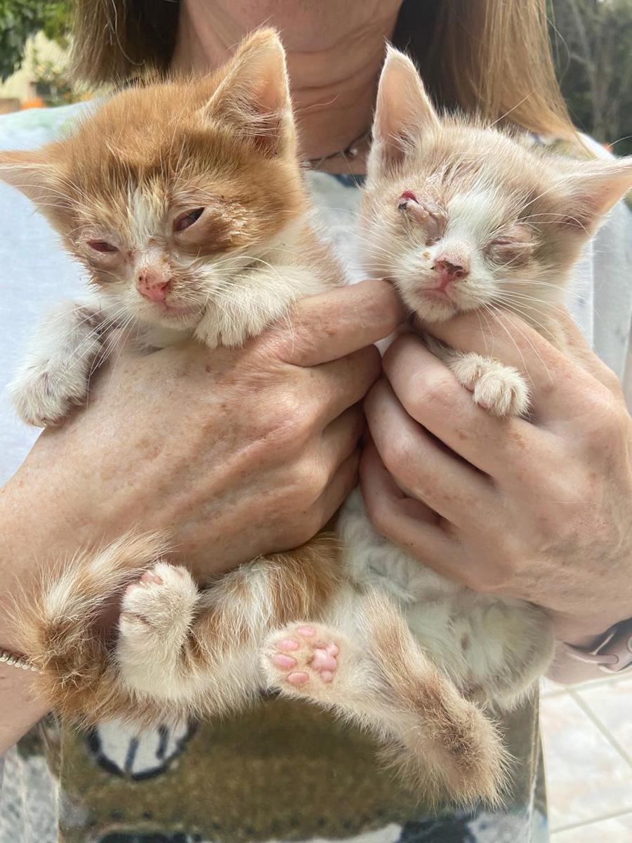 A Cat Family Foundation rescue