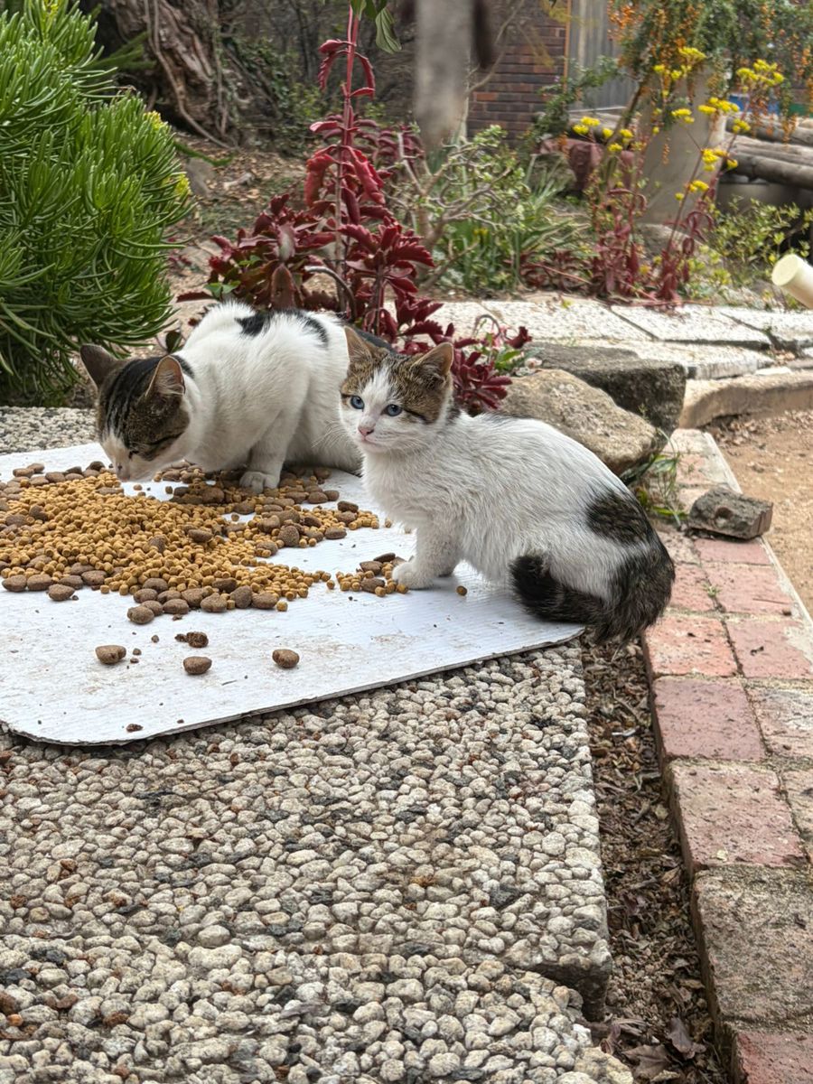 A Cat Family Foundation rescue