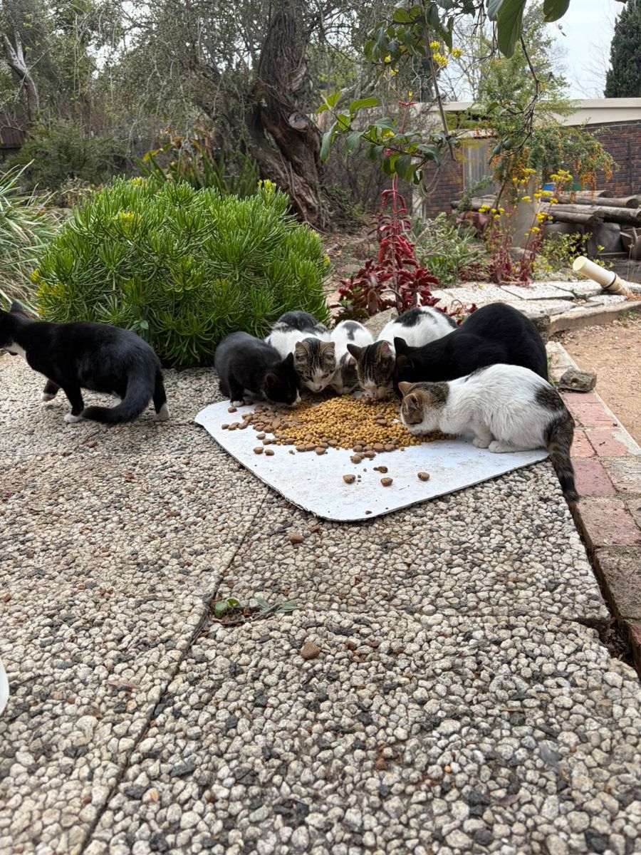 A Cat Family Foundation rescue