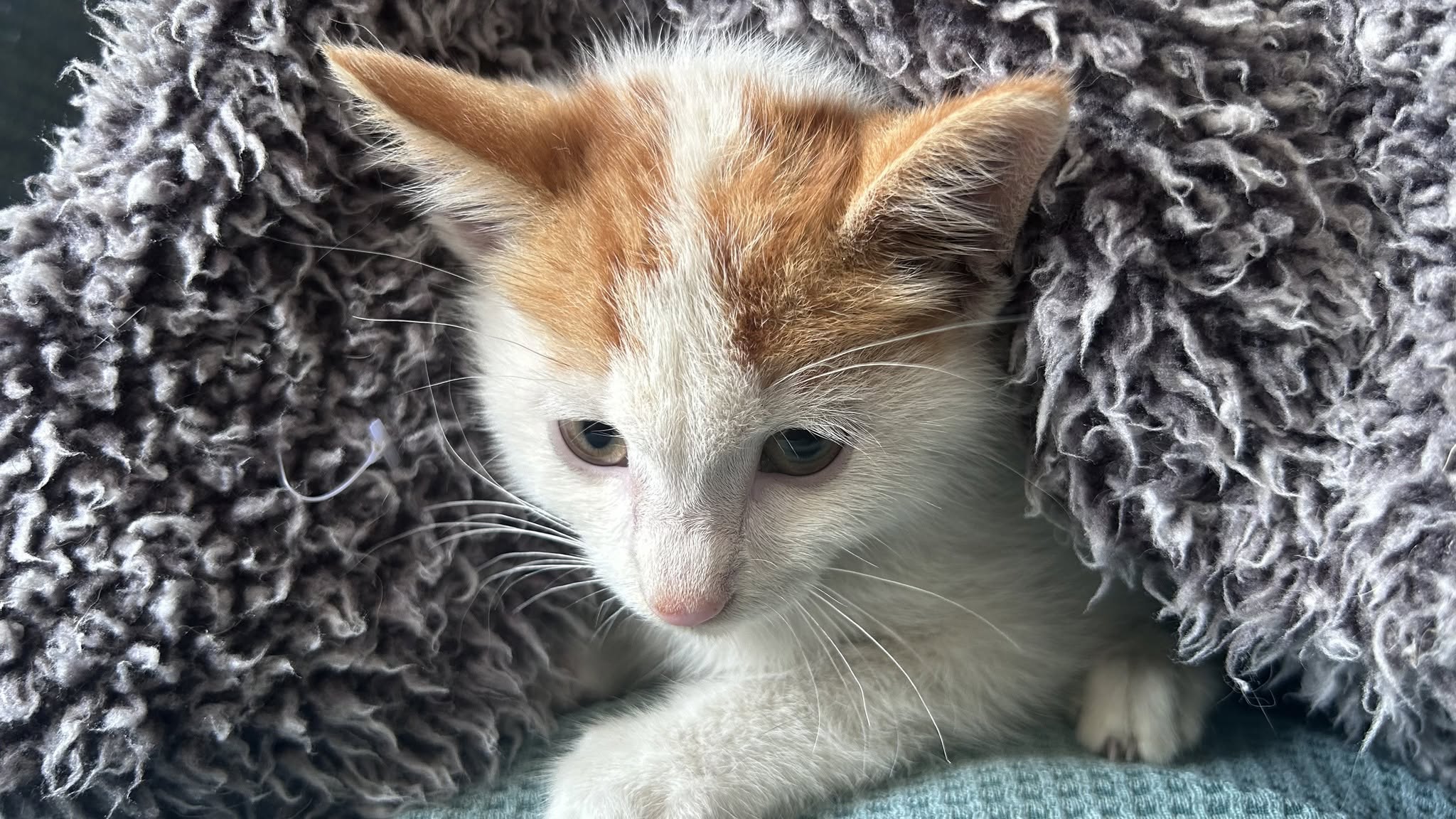 A Cat Family Foundation rescue